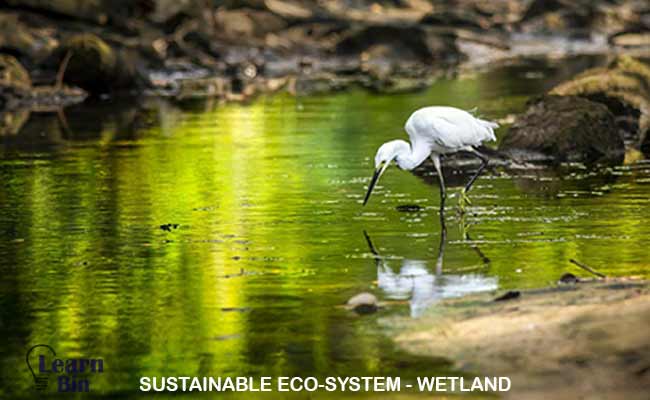 Sustainable eco system Wetland