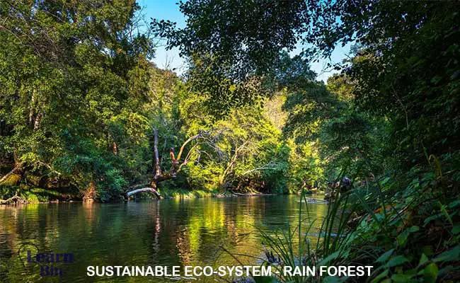 Sustainable eco system rain forest