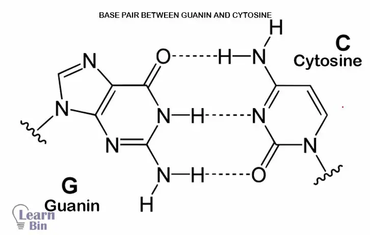 Base pair between Guanin and Cytosine