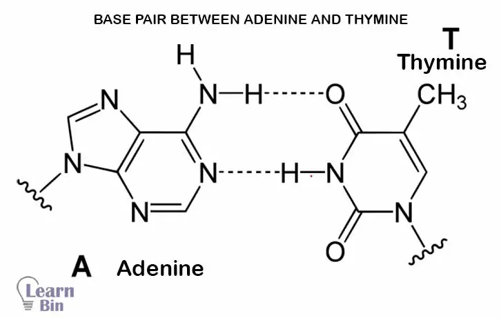 Base pair between adenine and thymine