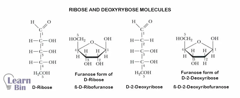Ribose and Deoxyrybose molecules