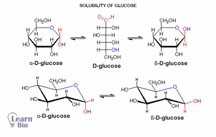 What Is Carbohydrate - A Scientific Discussion | Learnbin