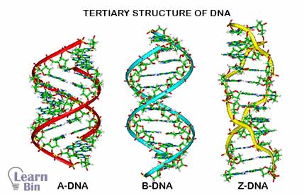 The tertiary structure of DNA