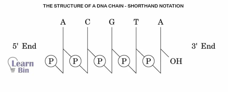 The structure of a DNA chain - shorthand notation 