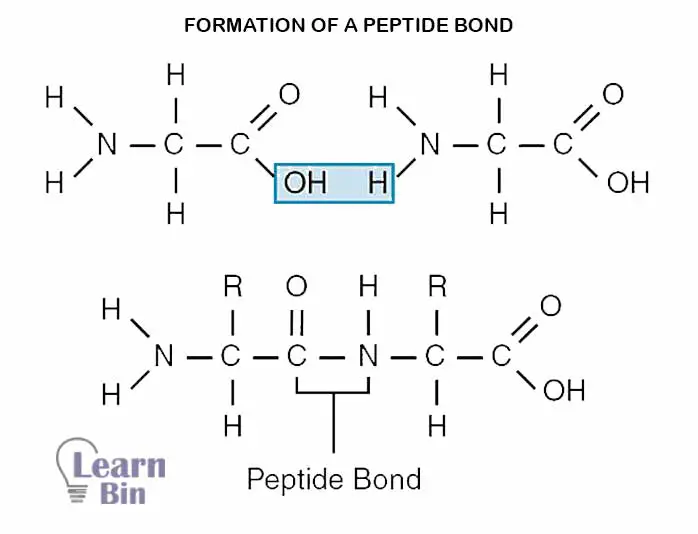 Formation of a Peptide bond
