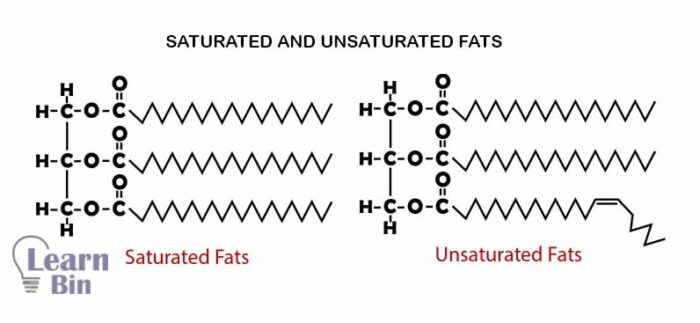 What Are Lipids - A Scientific Discussion | Learnbin