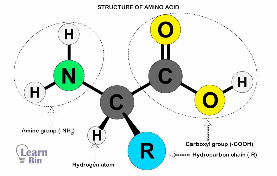The basic structure of amino acids