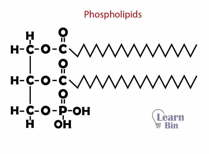 Structure of Phospholipid molecule