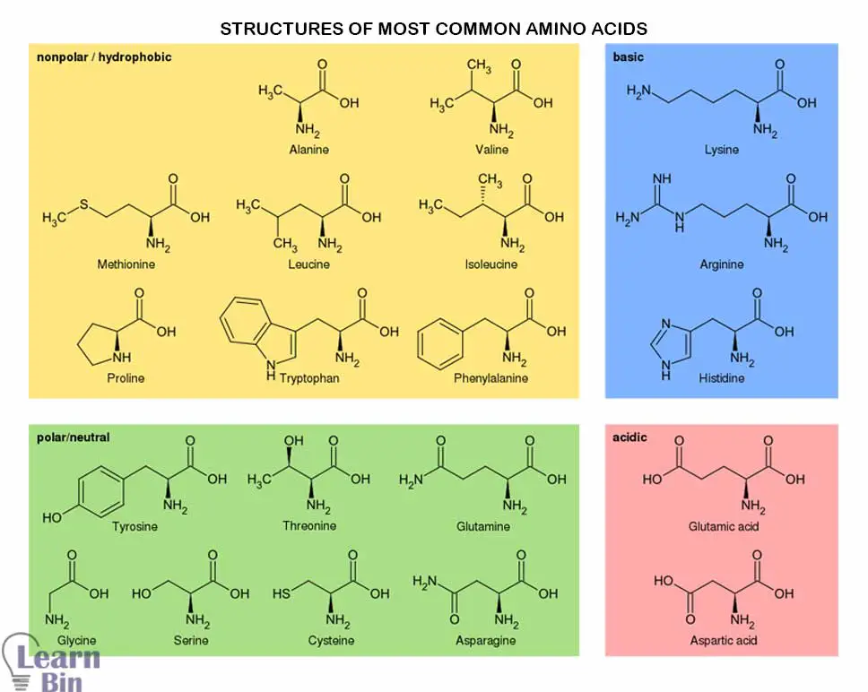 Structure of most common natural amino acids