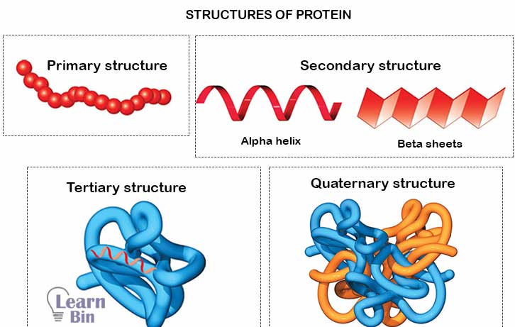 Structures of protein 