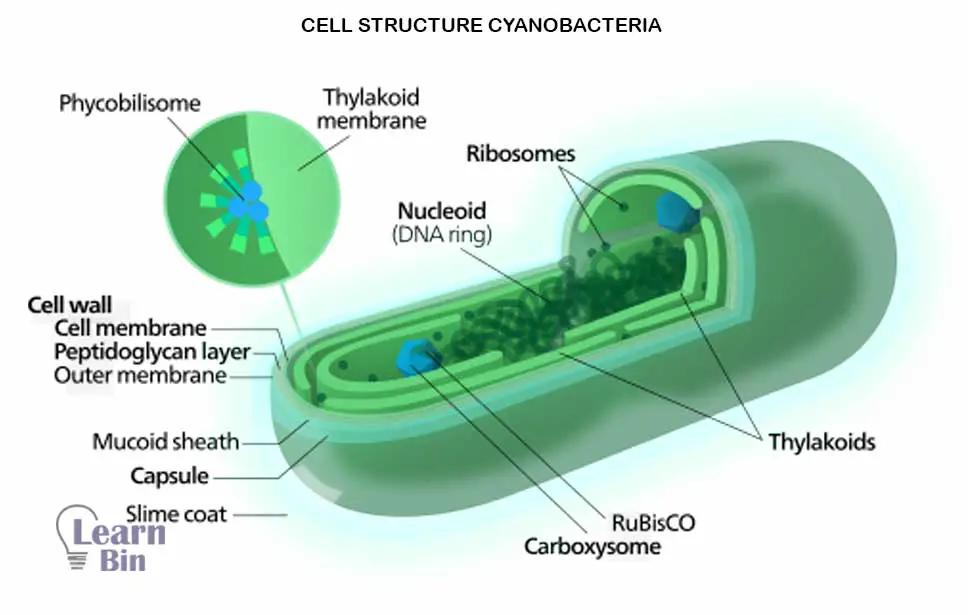 Cell structure Cyanobacteria 