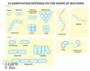 Bacteria Kingdom - Bacteria Kingdom Characteristics And Classification ...