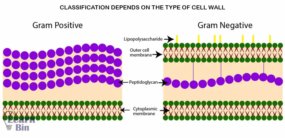 The classification depends on the type of cell wall