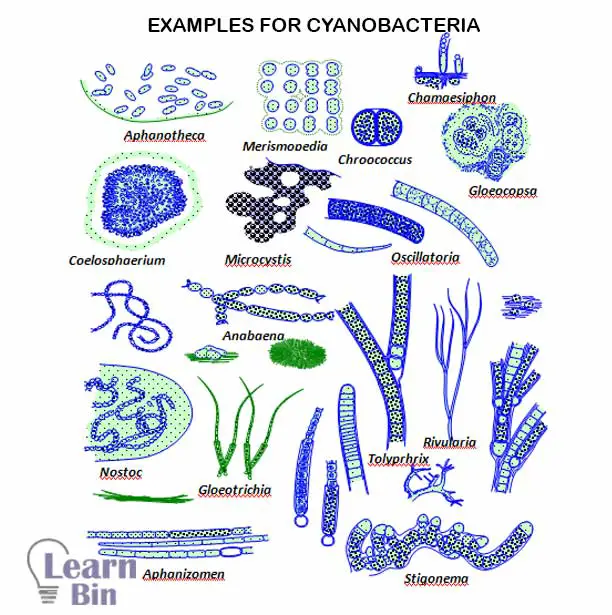 Examples for cyanobacteria
