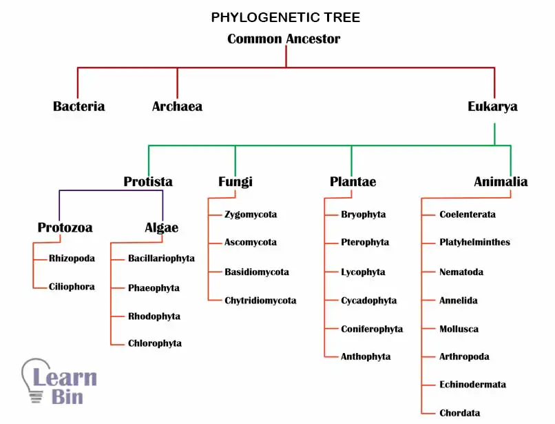  Phylogenetic tree 