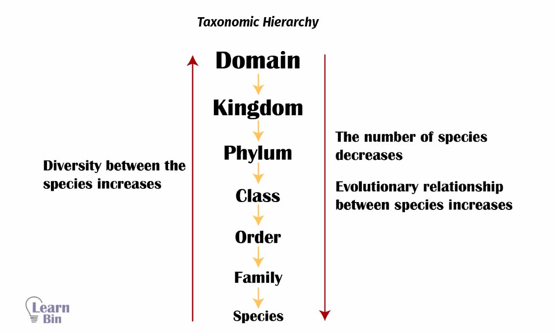 Taxonomic hierarchy