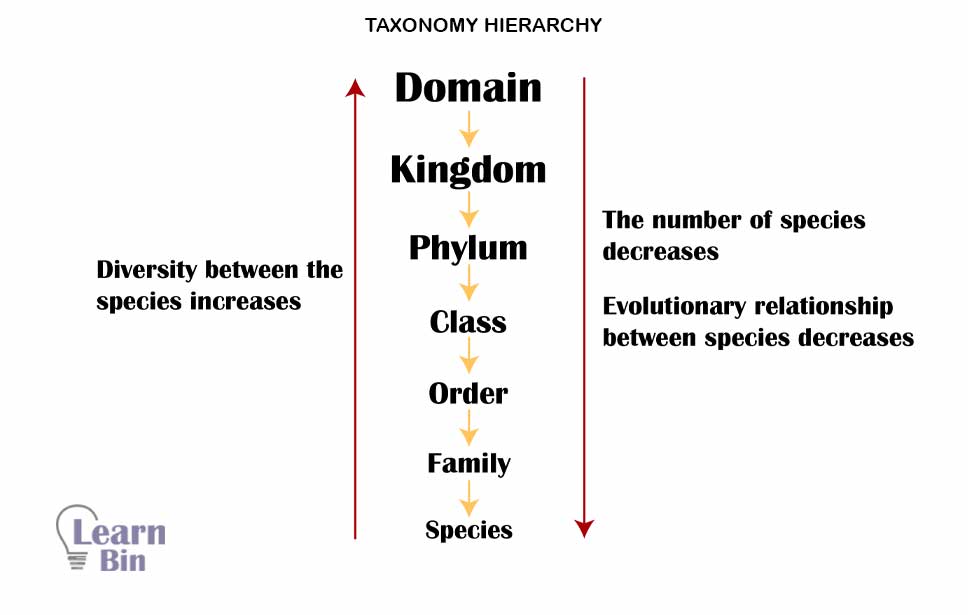 taxonomic hierarchy