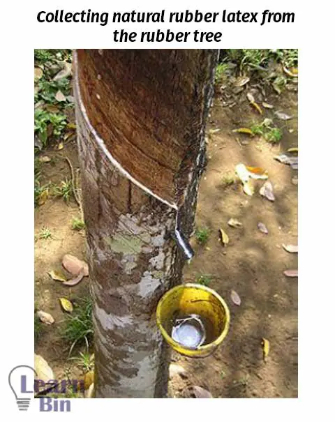 Collecting natural rubber latex from the rubber tree
