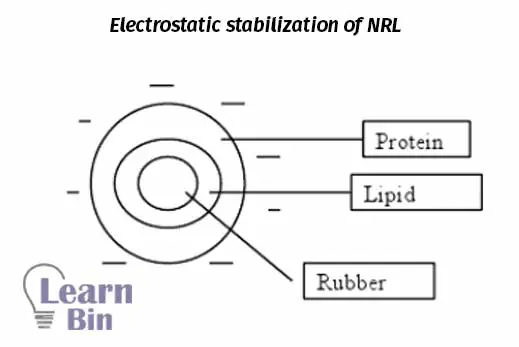 Electrostatic stabilization of NRL (natural rubber latex)