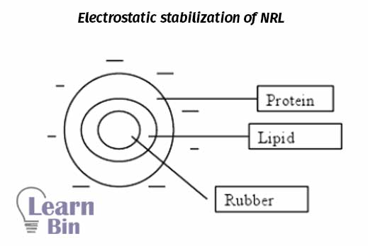 Electrostatic stabilization of NRL (natural rubber latex)