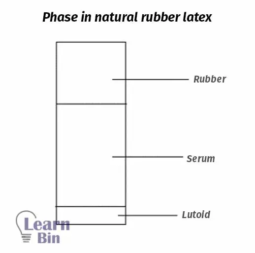 Phase in natural rubber latex