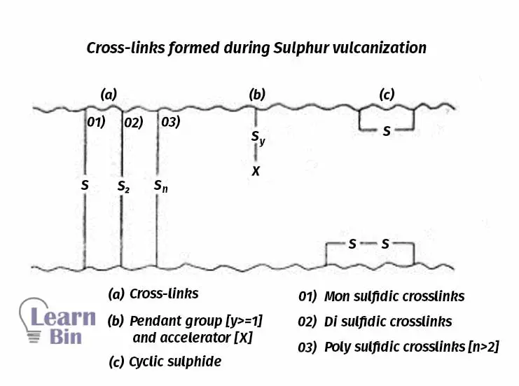 Cross-links formed during Sulphur vulcanization