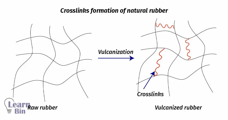 Crosslinks formation of natural rubber
