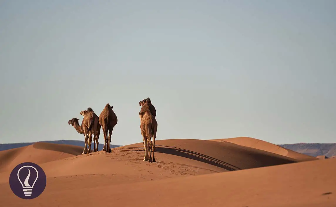 The Story of Desert Sahara - Once It Was a Green Paradise