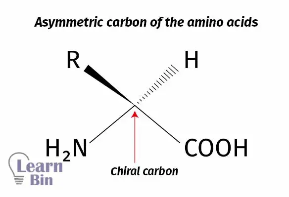 Asymmetric carbon of the amino acids
