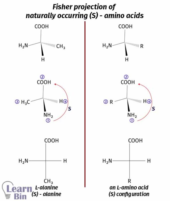 Introduction To Amino Acids The Building Blocks Of Protein Learnbin
