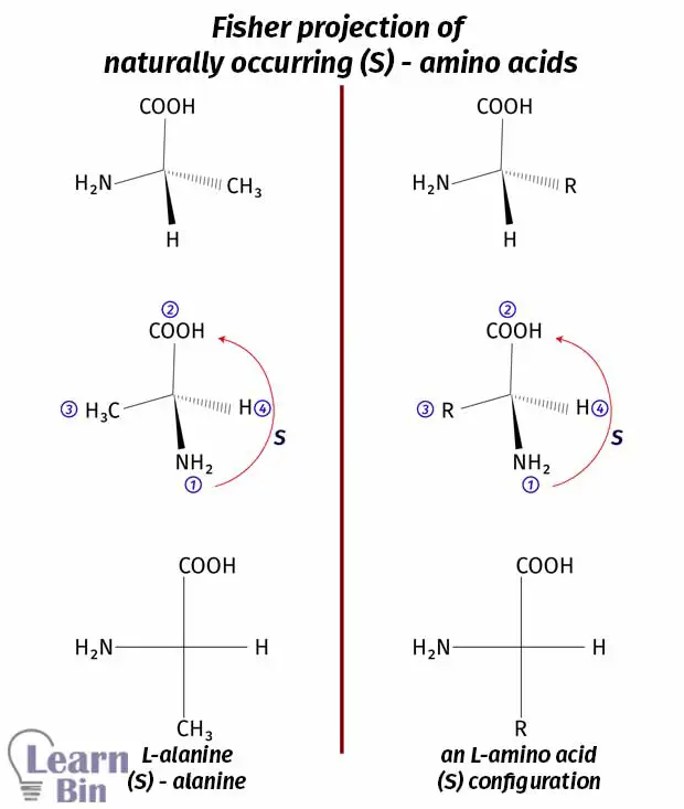 Fisher projections of naturally occurring S-amino acids