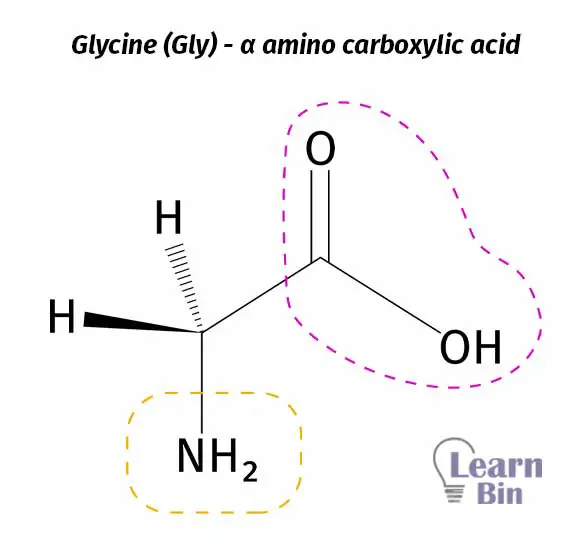 Glycine (Gly) - α amino carboxylic acid
