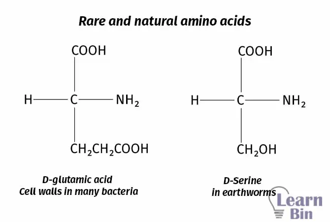 Rare and natural amino acids