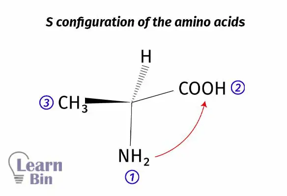 S configuration of the amino acids