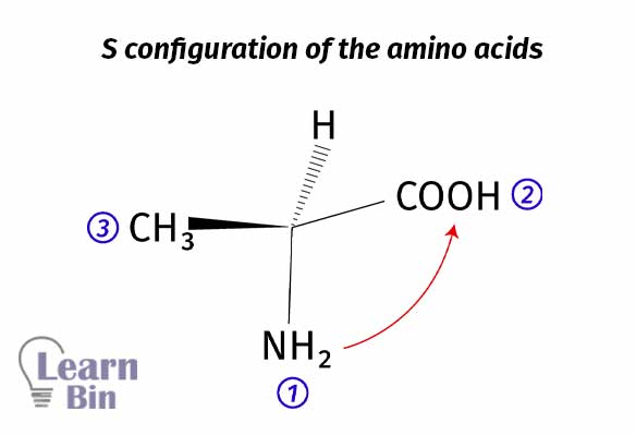 S configuration of the amino acids