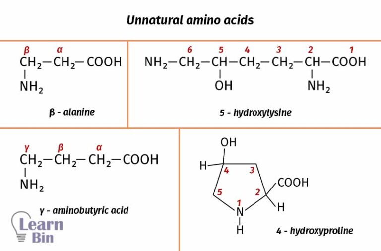 Introduction To Amino Acids The Building Blocks Of Protein Learnbin