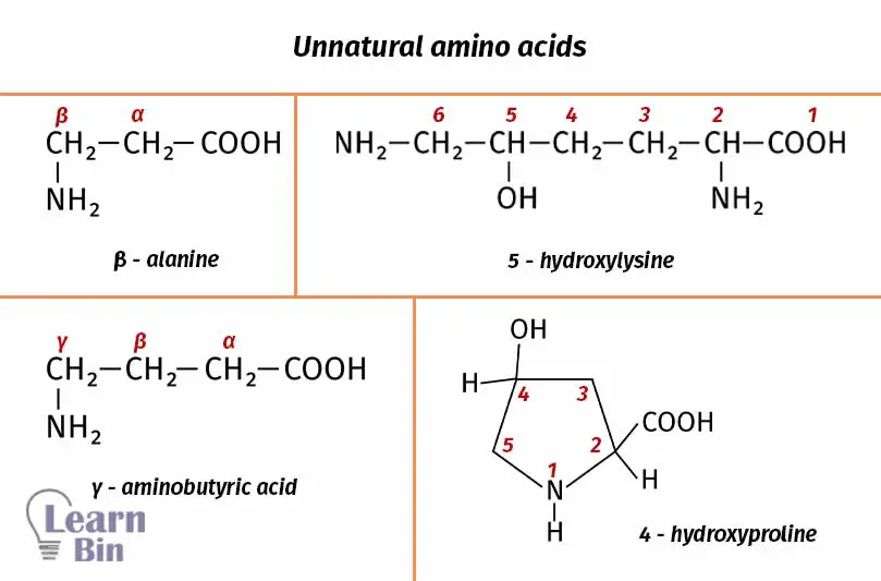 Unnatural amino acids