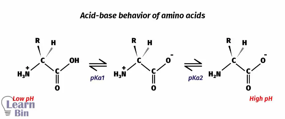Acid-base behavior of amino acids