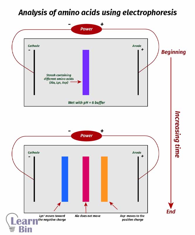 Analysis of amino acids using electrophoresis