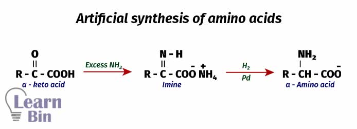 Artificial synthesis of amino acids