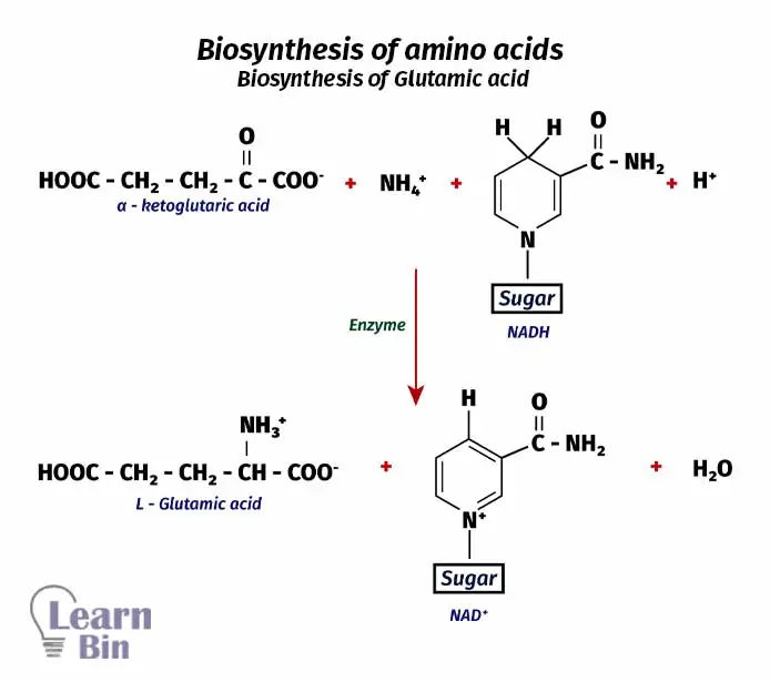 Biosynthesis of amino acids - Biosynthesis of Glutamic acid