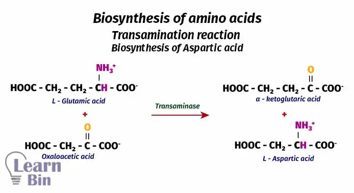 Biosynthesis of amino acids - Transamination reaction - Biosynthesis of Aspartic acid