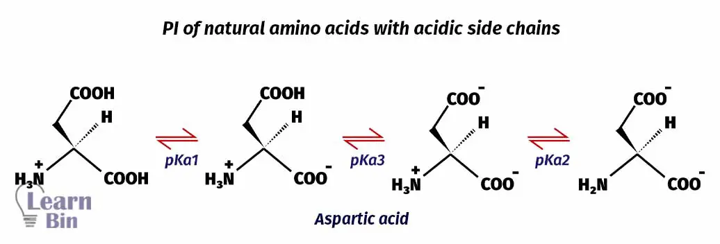 PI of natural amino acids with acidic side chains (Aspartic acid)