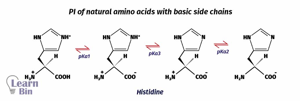 PI of natural amino acids with basic side chains (Histidine)