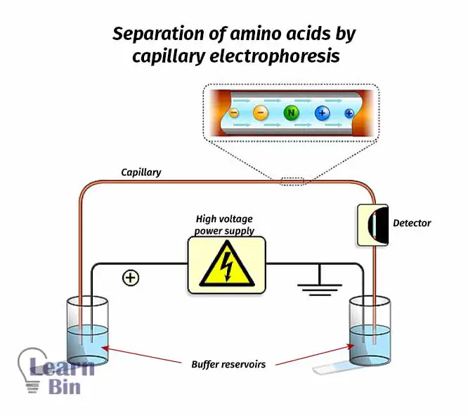 Separation of amino acids by capillary electrophoresis