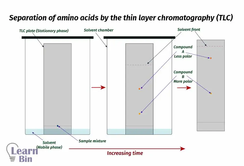 Separation of amino acids by the thin layer chromatography (TLC)
