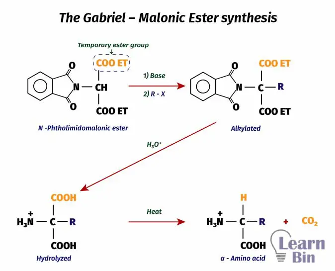 The Gabriel – Malonic Ester synthesis