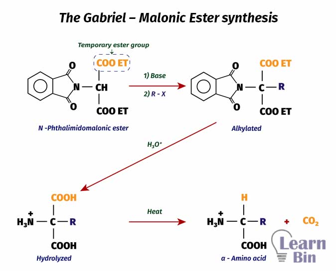 The Gabriel – Malonic Ester synthesis