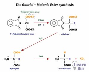 Synthesis Of Amino Acids | Learnbin