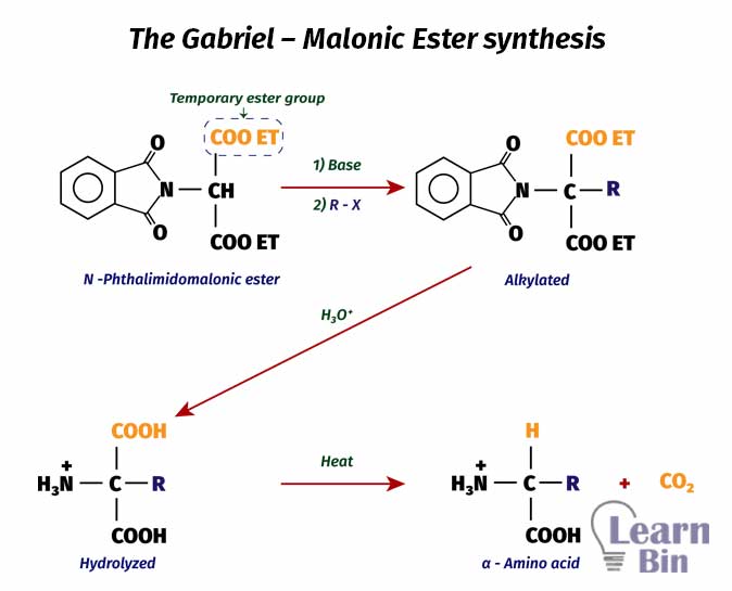 Synthesis Of Amino Acids | Learnbin